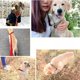 thumbnail image 5 of Correa De Perro Cuerda Correa Entrenamiento Ajustable Nailon, 5 of 8