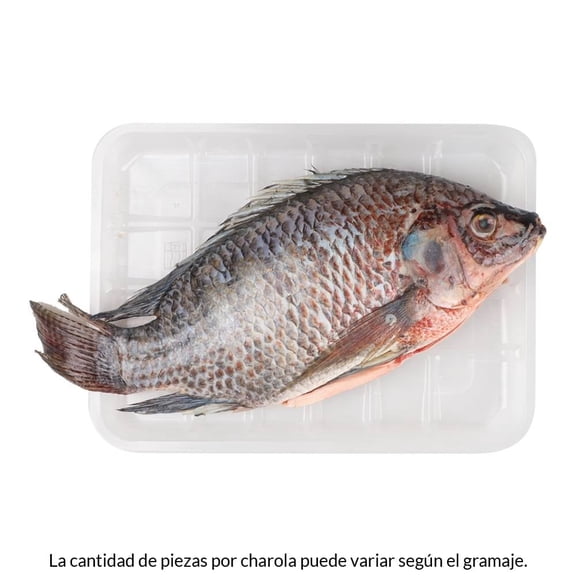 Mojarra tilapia por charola peso por kg