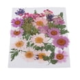 thumbnail image 3 of 25 mezclas das, hojas secas, relleno de muestras de plantas para decoración de uñas, álbumes de recortes, tarjetas, manualidades, resi UNA Gloria Flores secas prensadas naturales, 3 of 9