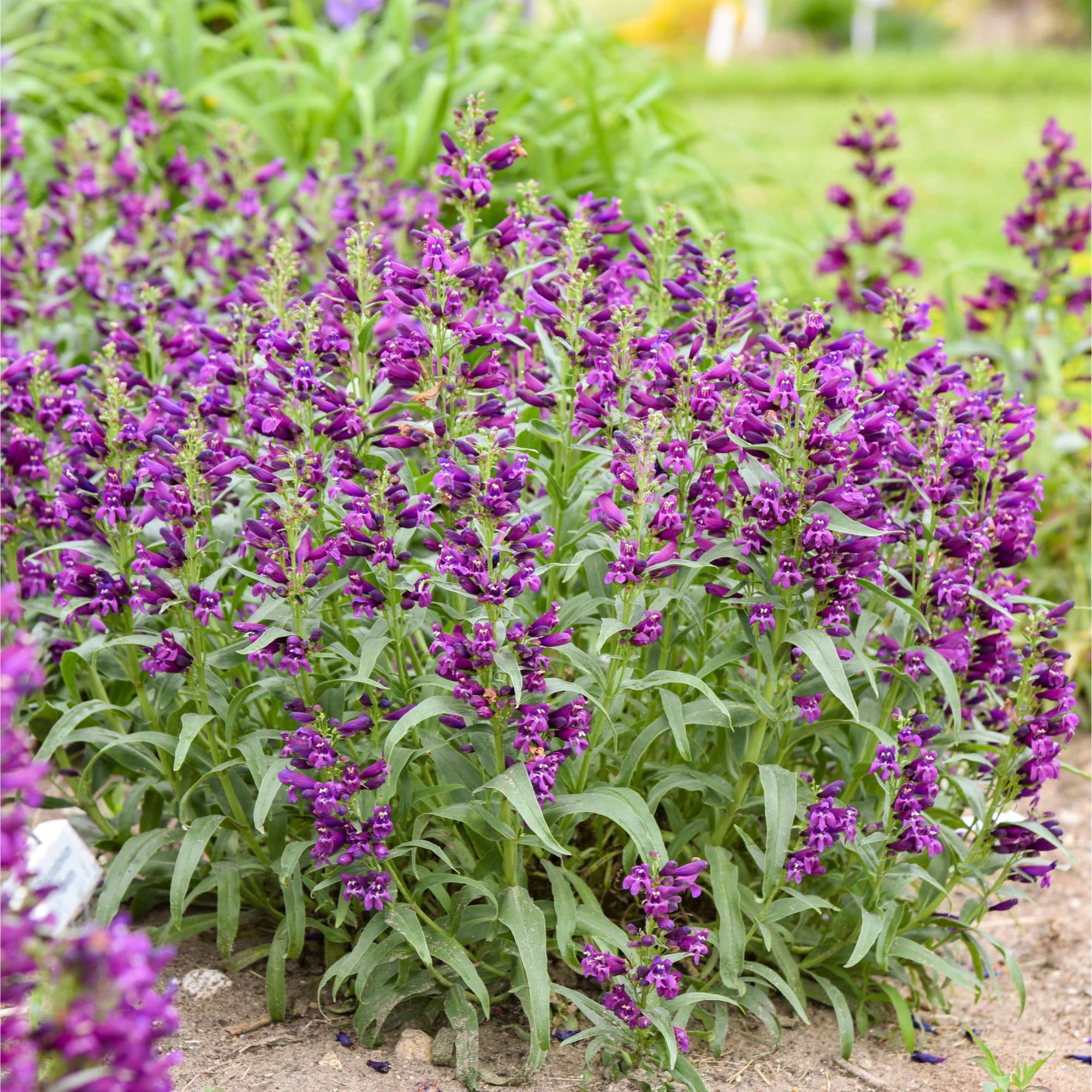Proven Winners 6" Purple Bejeweled 'Dark Amethyst' Bearded Penstemon Live Plant in 6.5" Pot