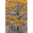 thumbnail image 2 of Jones, Adam 17x24 Black Ornate Wood Framed with Double Matting Museum Art Print Titled - Bald Cypress tree draped in Spanish moss with fall colors Caddo Lake State Park-Uncertain-Texas, 2 of 4