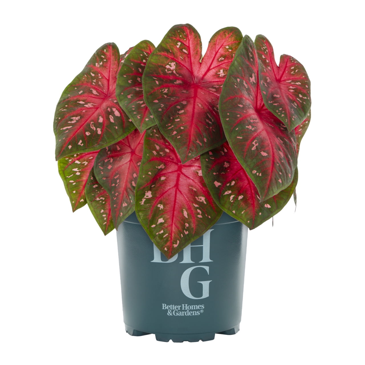 Better Homes & Gardens 1.5PT Red Caladium Live Annual Plant Sun 5-Pack