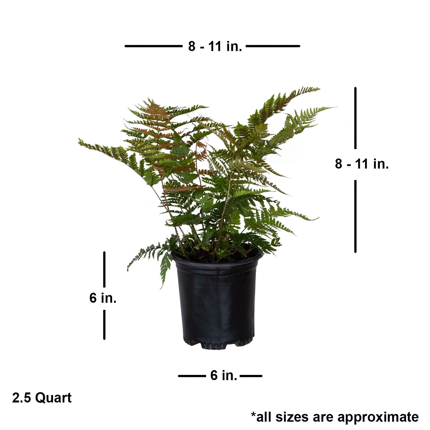 Expert Gardener Autumn Fern Live Outdoor Plant, 2.5 qt, Coppery-Red New Foliage