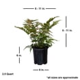 thumbnail image 4 of Expert Gardener Autumn Fern (2.5 Quart) Orange-Red New Foliage - Part Shade Live Outdoor Plant for shade, 4 of 6