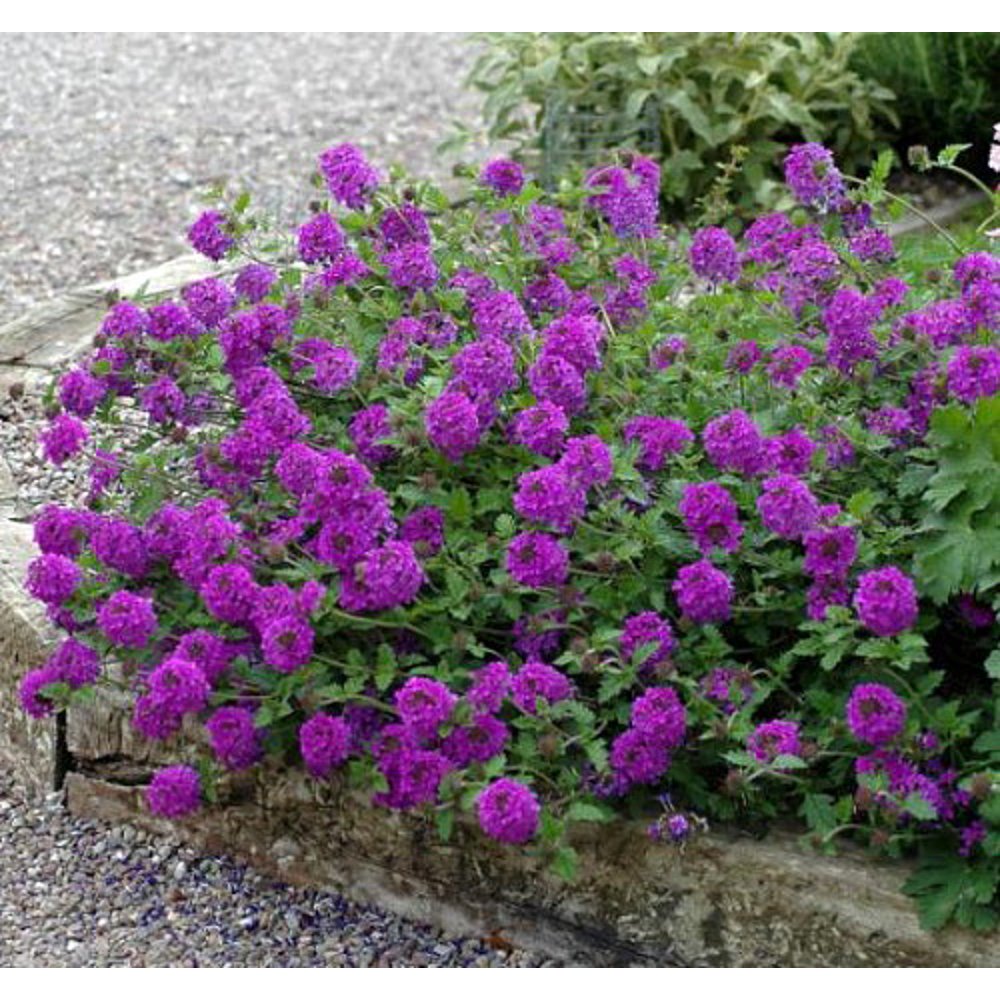 Homestead Purple Verbena Glandularia 4" Pot Hardy Perennial
