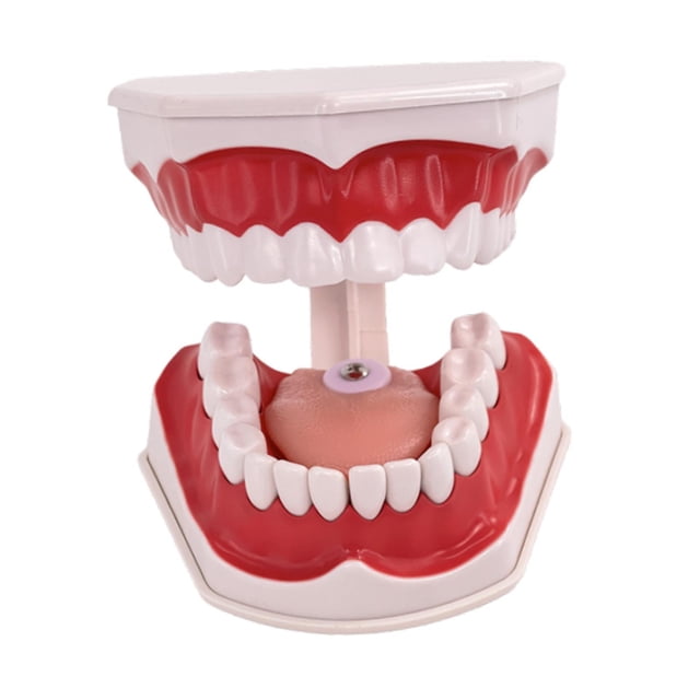 Modelo de diente limpio, exhibición, aprendizaje multifuncional, modelo de práctica de enseñanza de dientes Desmontable