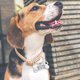 thumbnail image 3 of Etiqueta de perro que talla la etiqueta de perro divertida del animal doméstico etiqueta personalizada etiqueta del collar de perro del acero inoxidable, 3 of 5