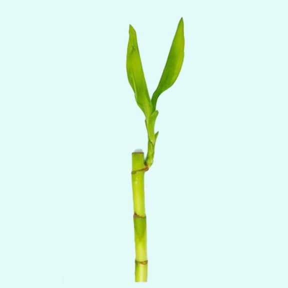 Canton Aquatics Lucky Bamboo Plant Dracaena Sanderiana - All Natural & Organic Live Aquatic Plant - Easy to Care (Straight, Pack of 1) BUY2 GET1 FREE