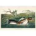 thumbnail image 3 of Audubon, John James 18x13 Black Modern Framed Museum Art Print Titled - American Pied-billed, 3 of 5
