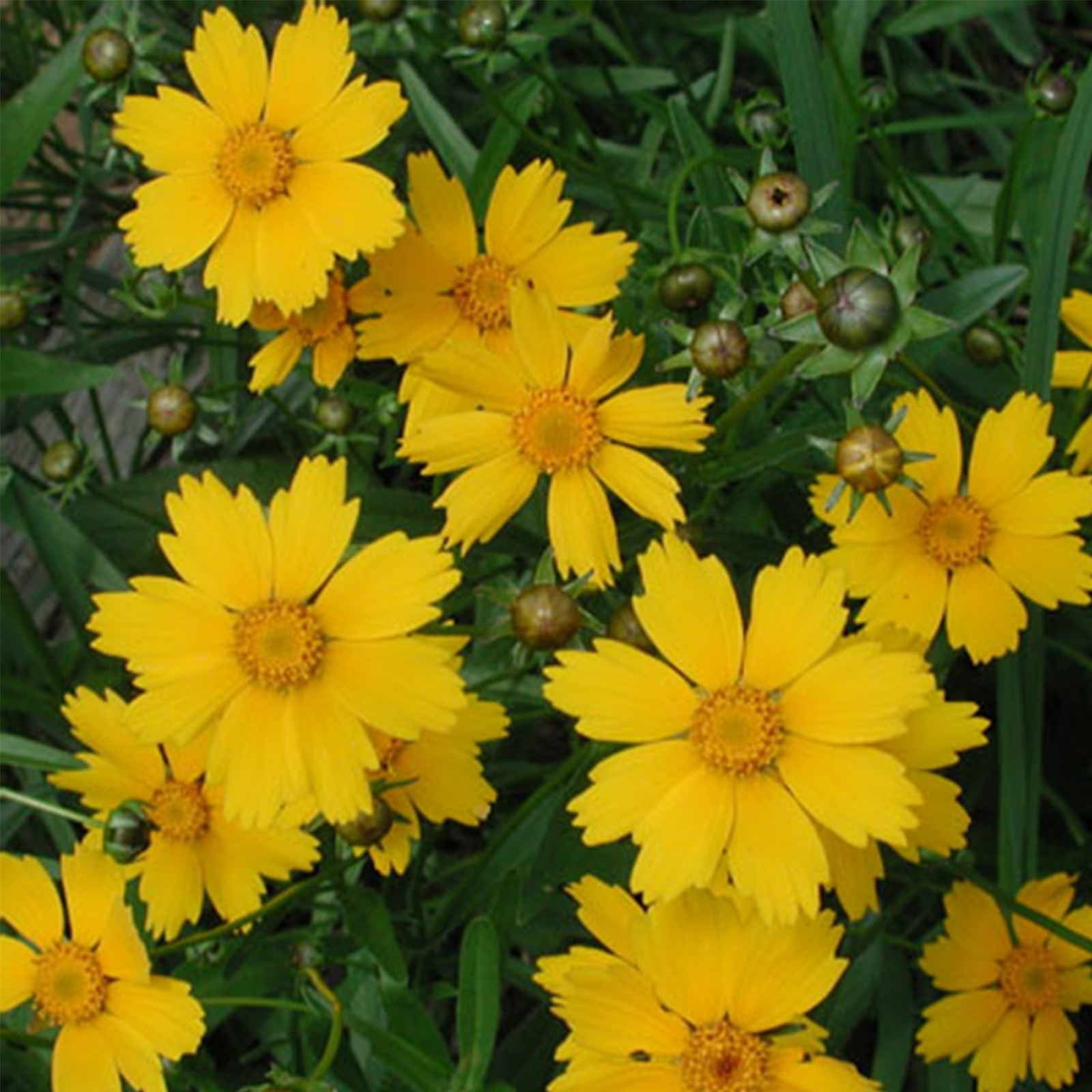 Lanceleaf Coreopsis Flower Garden Seeds - 500 Mg Packet ~1500 Seeds