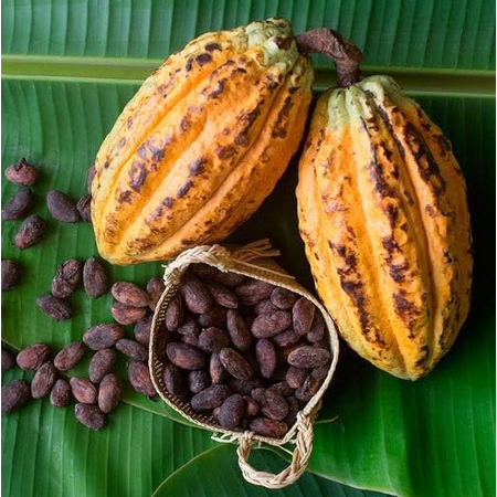 Cacao Tree Live for Planting, Chocolate Tree Live Plant 8 to 10 Inc Tall in Half Gal Pot, Well-Rooted Fast-Growing Fruit Tree for Garden