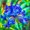 C, variant on Iris, Low Maintenance - Easy Grow - Ideal for Beds Borders, Plant Pots & Planters