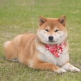 thumbnail image 4 of Pet Bandana Pet Bufanda Para Perros O Gatos Estilo Japonés Sakura Ajustable Para Animales De Diferentes Tamaños Methold PT001701-02, 4 of 6