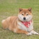 thumbnail image 4 of Pet Bandana Pet Bufanda Para Perros O Gatos Estilo Japonés Sakura Ajustable Para Animales De Diferentes Tamaños Yuarrent PT001701-02, 4 of 6