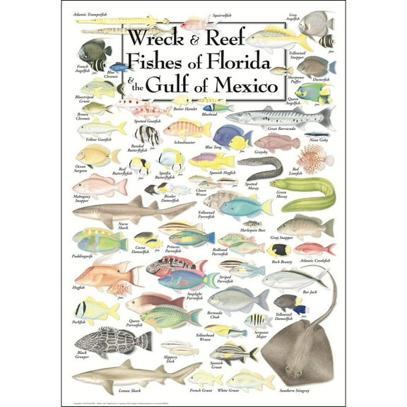 Wreck & Reef Fishes of Florida & the Gulf of Mexico - Poster Student Animal Poster Birthday Gift Children's Room Poster Bedroom Decor Office Decor Gifts