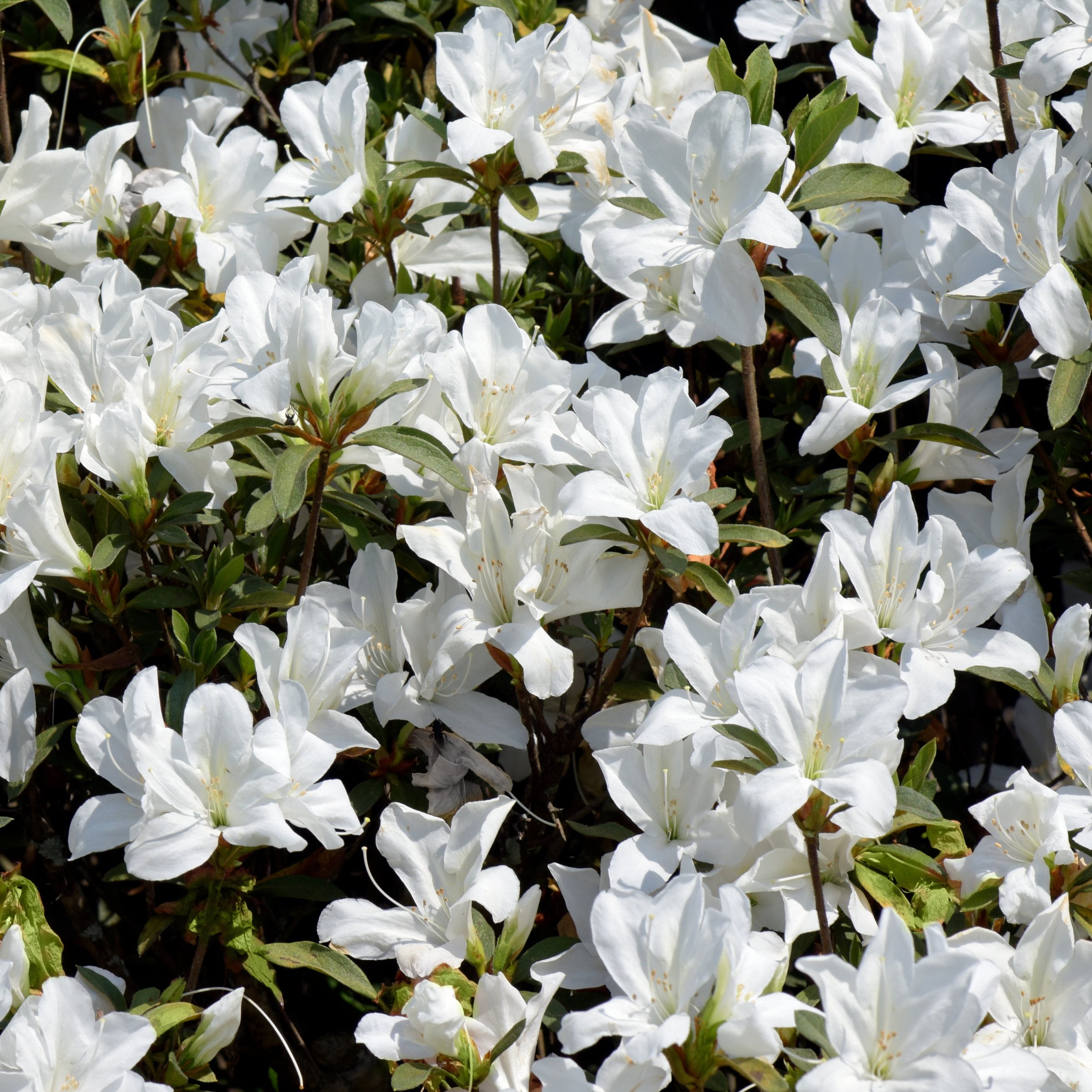 3 gal Azalea Snow Live Shrub with Partial Shade Conditions