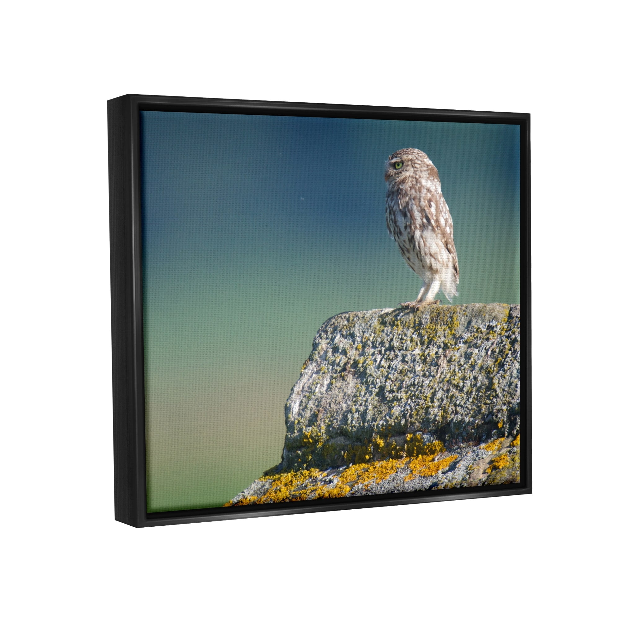 Stupell Industries Small Owl Gazing Thoughtfully Mossy Rock Scenery Photograph Luster Gray Floating Framed Canvas Print Wall Art, Design by James Dobson