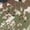Subalpine, variant on Sitka Women's Core Lt Wt Crew - LS Optifade Elevated II Large 10076-EV-L