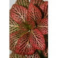 thumbnail image 3 of Red Veined Nerve Plant - Fittonia - Easy House Plant - 4" Pot, 3 of 4