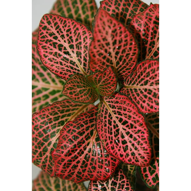 Red Veined Nerve Plant Fittonia Easy House Plant 4
