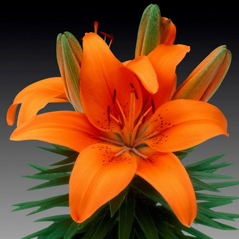Better Homes & Gardens Quart Multicolor Assorted Asiatic Lily Perennial Outdoor Live Plants Full Sun