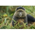 thumbnail image 2 of Souders, Paul 32x23 Gold Ornate Wood Framed with Double Matting Museum Art Print Titled - Africa-Rwanda-Volcanoes National Park-Golden Monkey in Virunga Mountains, 2 of 4