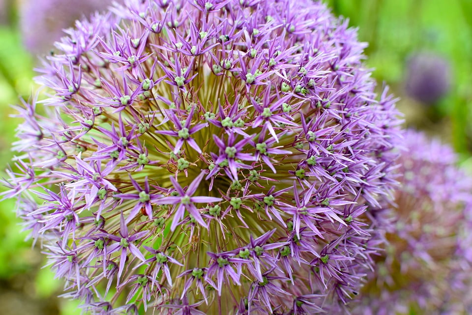 Flower Bloom Blossom Ornamental Onion Allium20 Inch By 30