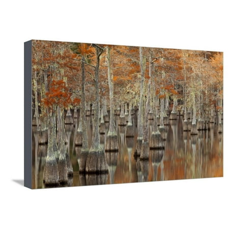 Twin Well Warmer - USA, Georgia. Twin City, Cypress trees with moss in the fall. Stretched Canvas Print Wall Art By Joanne Wells