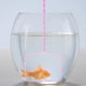 thumbnail image 5 of 4 redes de pesca para niños, red de aterrizaje para capturar y soltar peces y camarones., 5 of 6