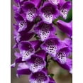thumbnail image 4 of Seedville 1000 Foxglove Pink & Purple Mix Flower Seeds, 4 of 10