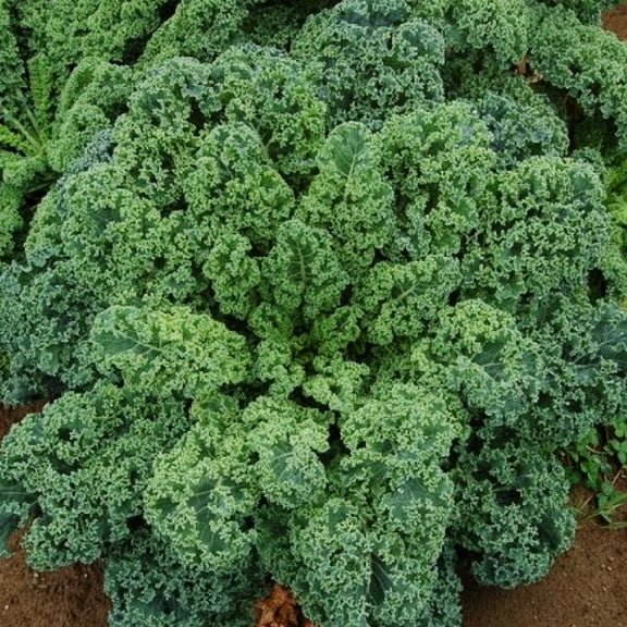 TomorrowSeeds - Blue Scotch Curled Kale Seeds - 2000  Count - For 2026 Planting USA Garden Vegetable