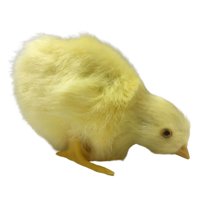 Farfi Beautiful Chicken Shape Doll Decor Vivid Handmade Fabric Doll Model for Party (Type 4)