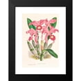 thumbnail image 2 of Jean Jules Linden 11x14 Black Modern Framed Museum Art Print Titled - Cattleya Lawrenceana (1885-1906), 2 of 5