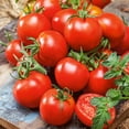 thumbnail image 1 of Czech Bush Tomato Seeds - 1 Lb ~108800 Seeds - Non-GMO - Vegetable Garden - Solanum lycopersicum, 1 of 1