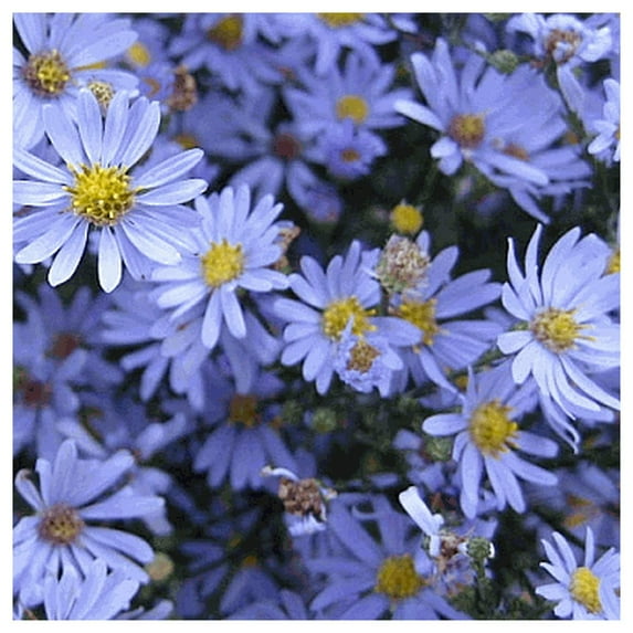 Everwilde Farms - 1 lb Rice Button Aster Native Wildflower Seeds - Gold Vault Bulk Seed Packet