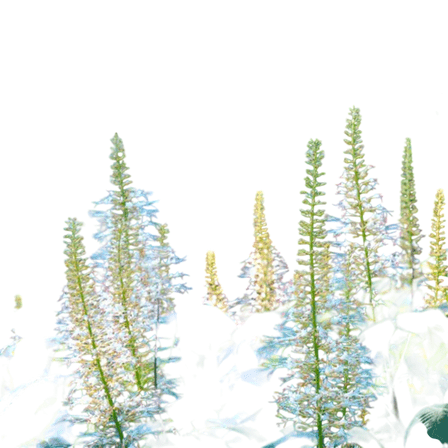 White Buckeye (Bottlebrush Buckeye) – Live Flowering Ornamental Shrub, 1 Gallon Potted