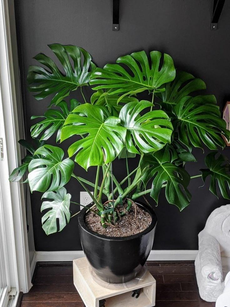 Monstera Deliciosa-Swiss Cheese Plant-Indoor Friendly  10" Pot