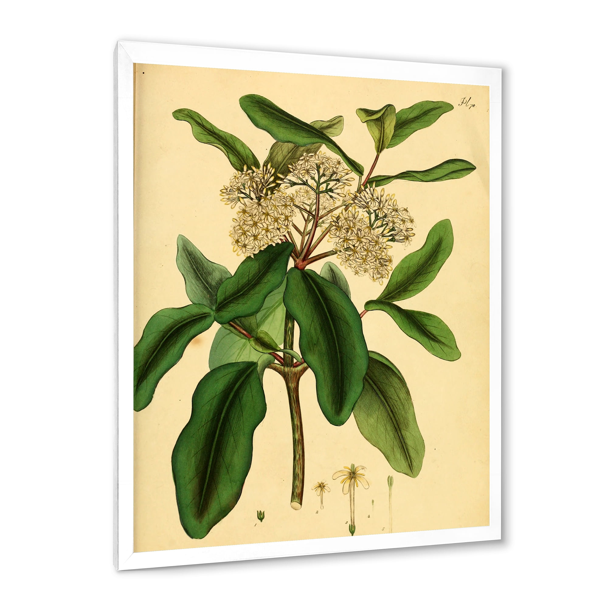 Designart 'Ancient Plant Life I' Traditional Framed Art Print