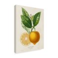thumbnail image 2 of Trademark Fine Art 'French Lemon Botanical III' Canvas Art by A. Risso, 2 of 4