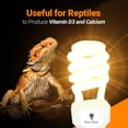 thumbnail image 4 of Paquete de 2 bombillas Bluex para reptiles, 23 W, 10.0 UVB CFL, 4 of 7