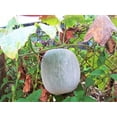 thumbnail image 2 of TomorrowSeeds - Giant Winter Melon Seeds - 20+ Count - For 2026 Planting Ash Wax Gourd White Skin, 2 of 11