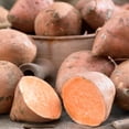thumbnail image 1 of TASC- Rooted Plug-Sweet Potato Plug, 1 of 1