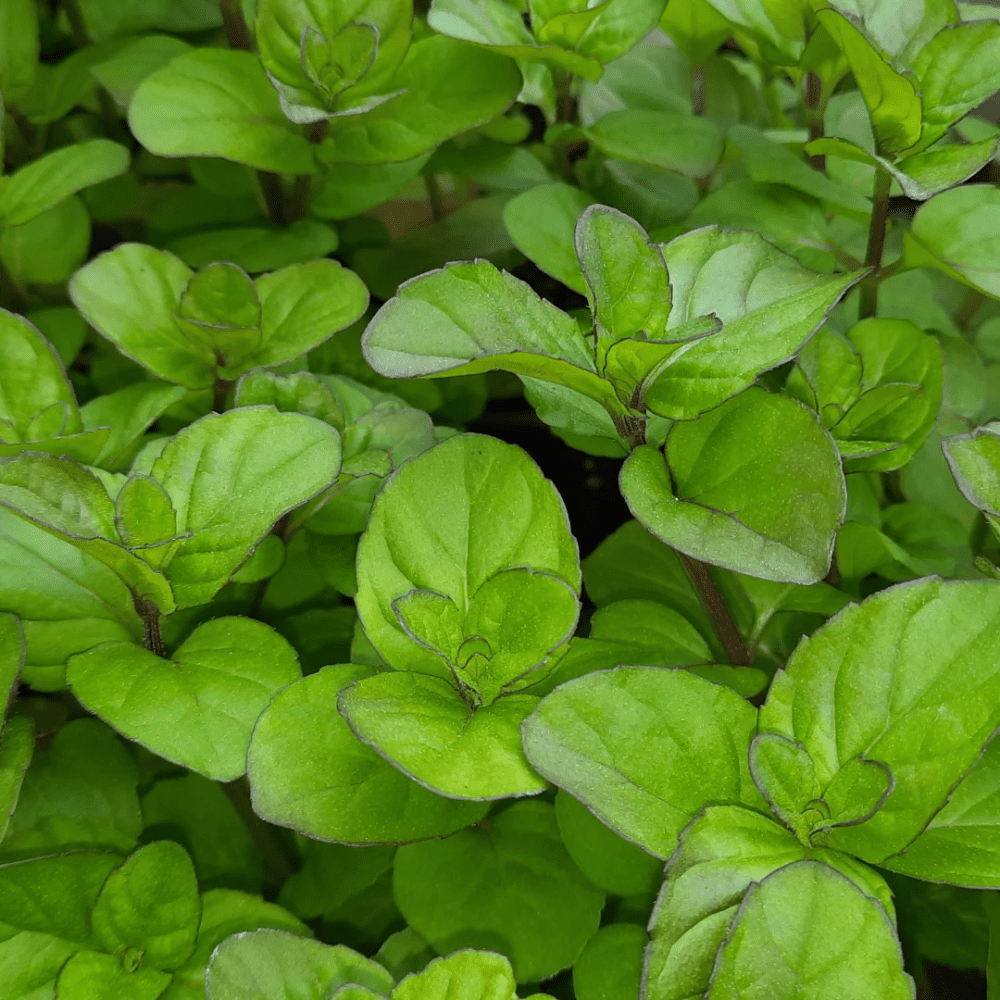 Orange Mint Plant Live, Mint Herb Plant Outdoor Indoor Garden Planting 4'' Pot