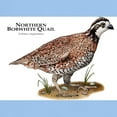thumbnail image 3 of CafePress - Northern Bobwhite Quail Light T Shirt - Men's Classic Graphic T-Shirt, 3 of 4