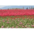 thumbnail image 2 of Dana Styber 32x23 Gallery Wrapped Canvas Wall Art Titled - Red Tulip Mound I, 2 of 4