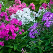 Tall Phlox Multi-Colored Flowering Mixture, Dormant Bare Root Starter Perennial Plants (8-Pack)