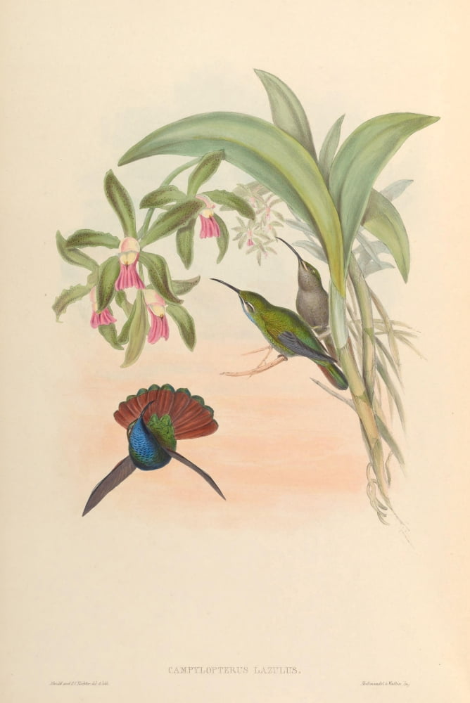 Trochilidae 1861 Ca