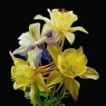 thumbnail image 2 of Reynolds, Richard 15x15 White Modern Wood Framed Museum Art Print Titled - Columbines ~ Origami Mix, 2 of 4