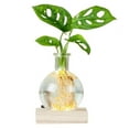 thumbnail image 2 of LED Hydroponic Vase Desktop Hydroponic Plants Terrarium Round Glass Planter With Waterproof Lighted Wooden Base, 2 of 8