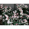 thumbnail image 4 of Snow N Summer™  Asian Jasmine Vine - Live Plant ( 1 QT ) | Evergreen Groundcover, 4 of 8